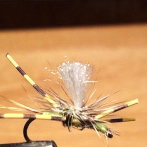 Meet your Posher, Carol